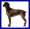 Click here for more detailed German Shorthaired Pointer breed information and available puppies, studs dogs, clubs and forums
